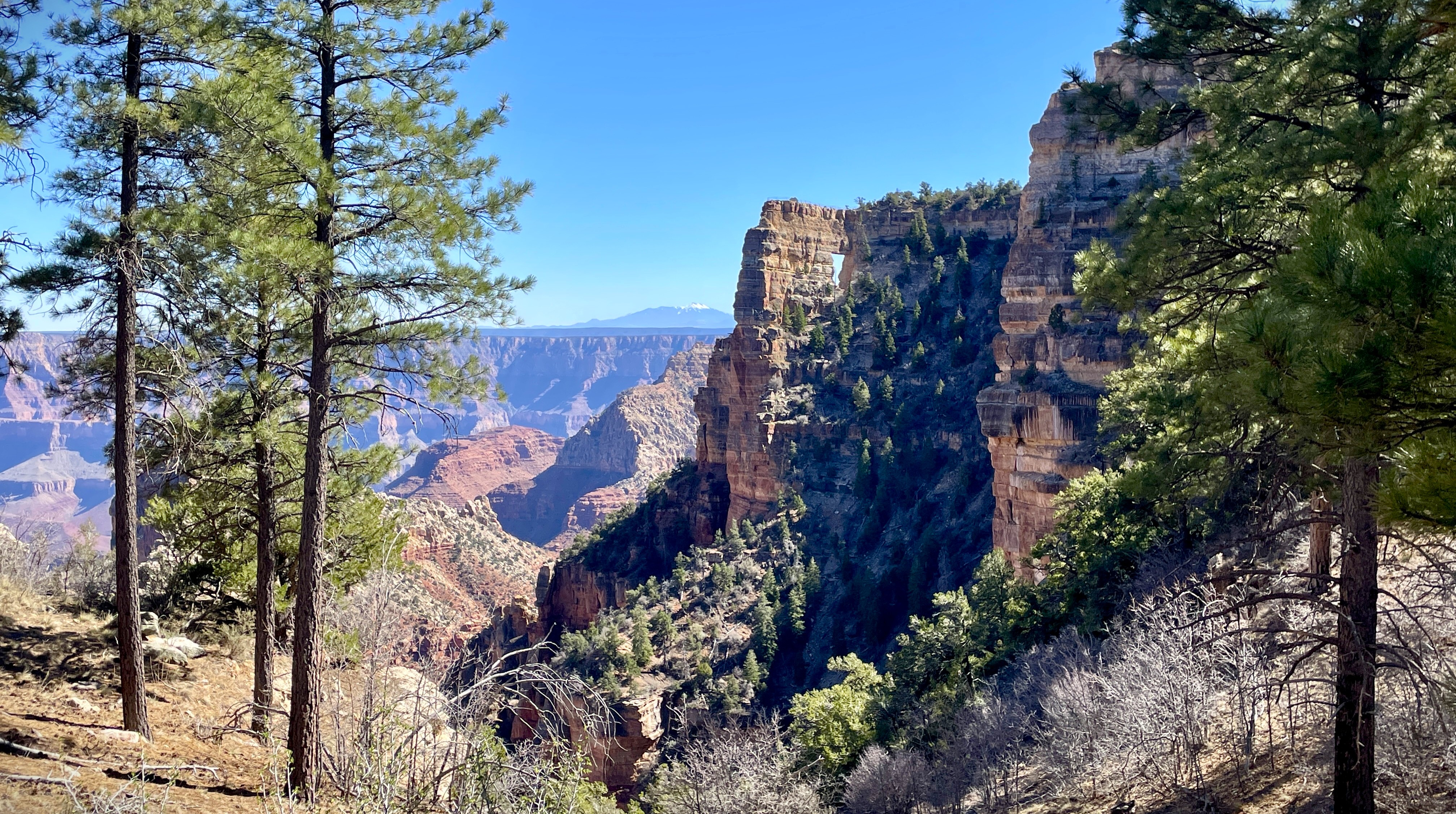 Angels Window and pine forest on the Grand Canyon North Rim in 2026